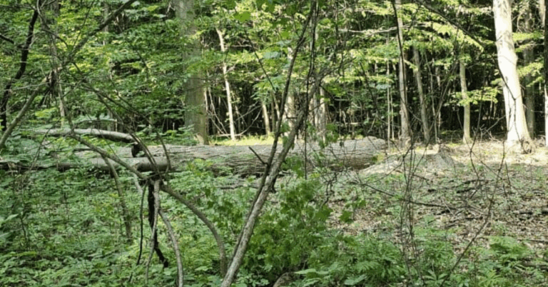 Professional Land Clearing Services Near Me: What You Need to Know