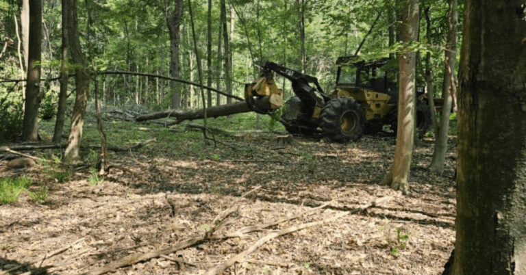 Comprehensive Guide to Tree Logging Service